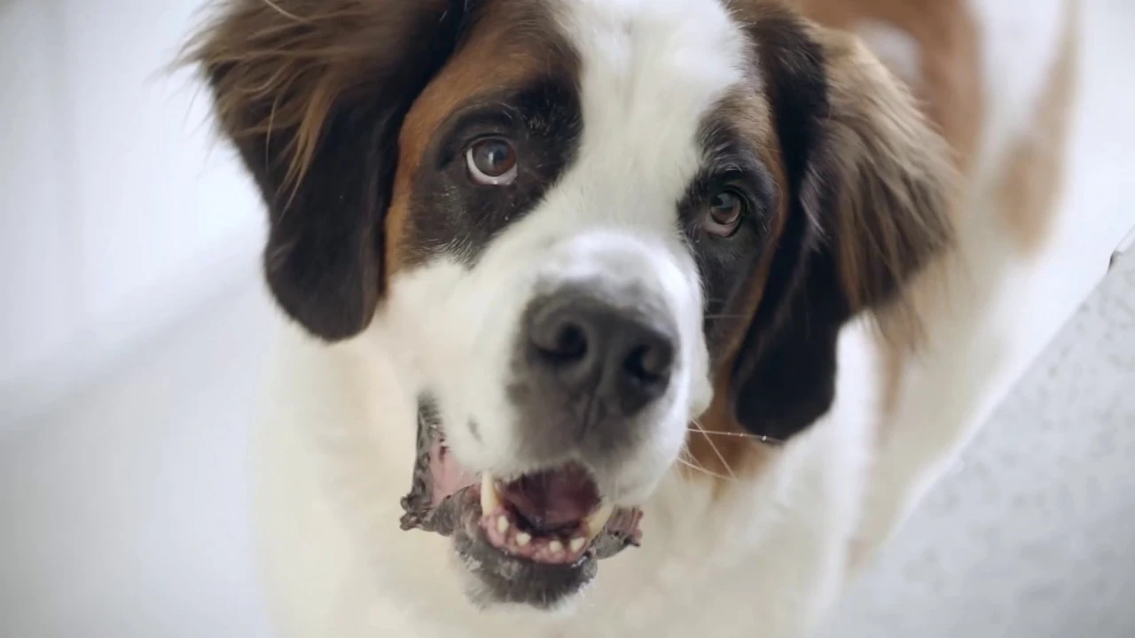 Booba the 130-pound Lap Dog | Freshpet Select commercial :50